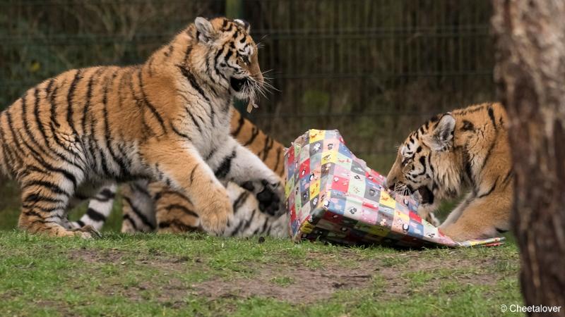 Safaripark Beekse Bergen Kerstdiner.JPG - Safaripark Beekse Bergen Kerstdiner